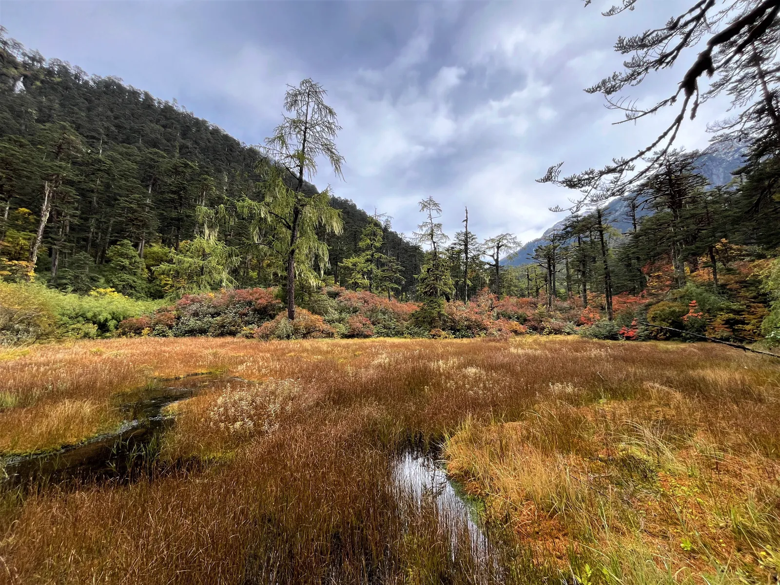 Lush grassland in Dibang Valley