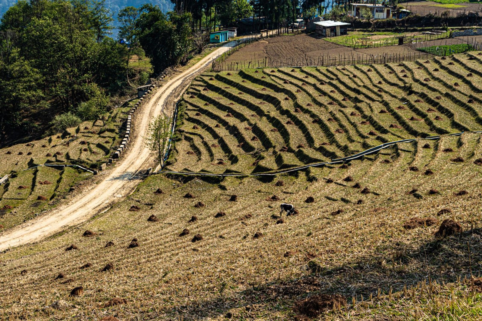 Economy in Dibang Valley