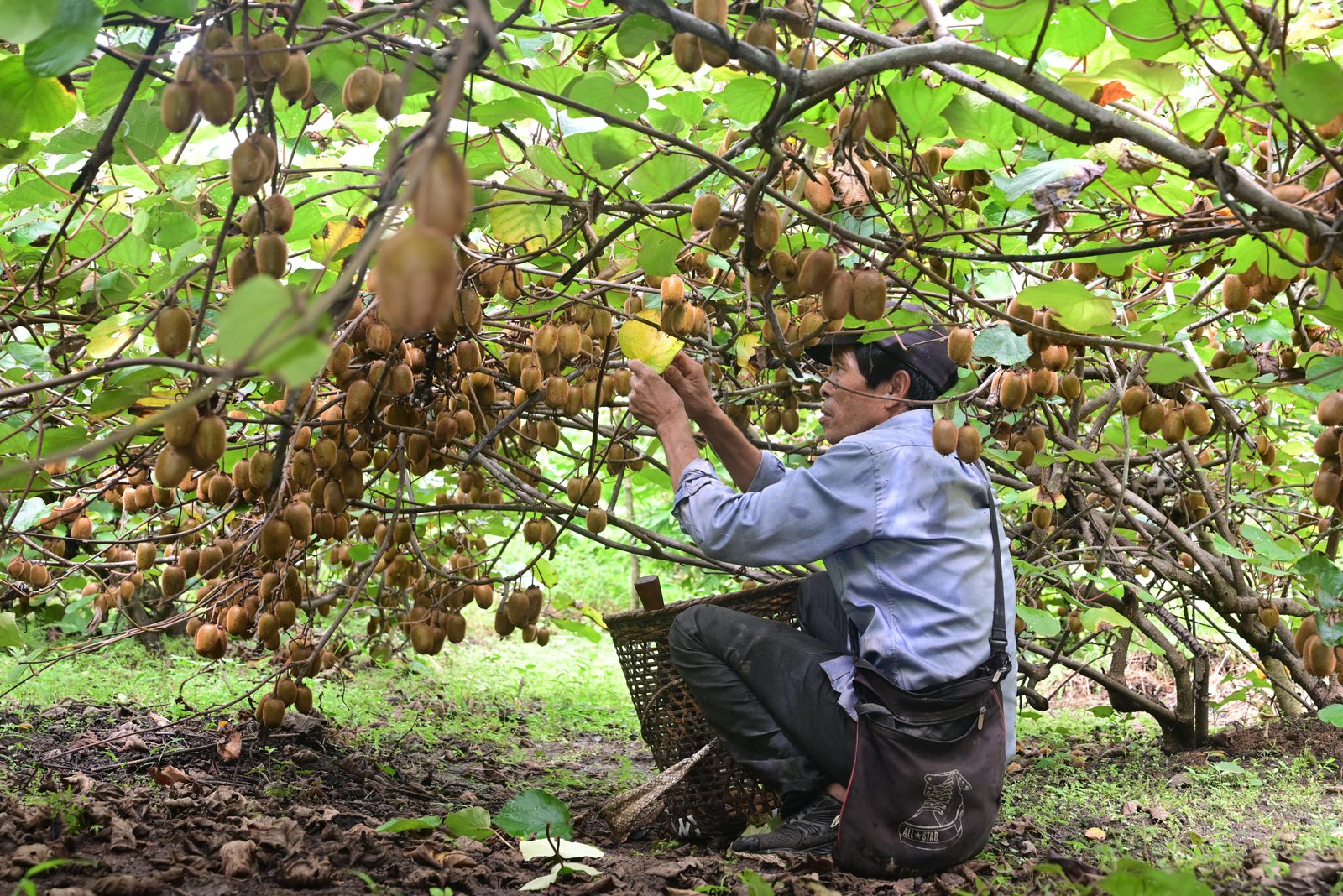 Horticulture in Dibang Valley